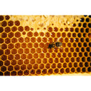 Local Hive So Cal Raw & Unfiltered Honey (48 oz.)