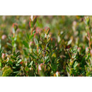 Member's Mark Clinical Strength Cranberry Dietary Supplement, 500 mg (150 ct.)